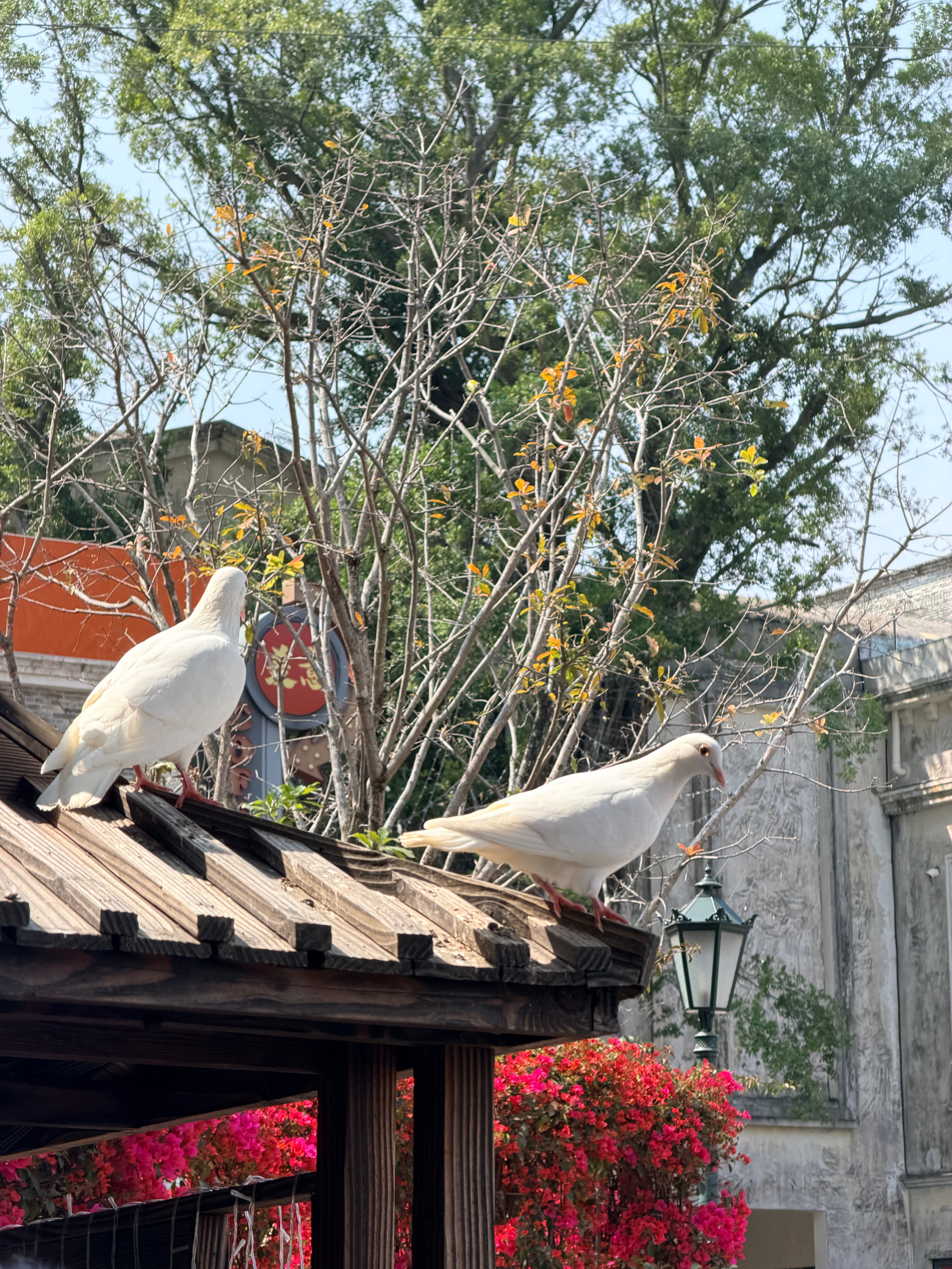 这里的鸽子，懒到一只手都能捉住，然后丢出去都懒得飞起来直接落地…… 