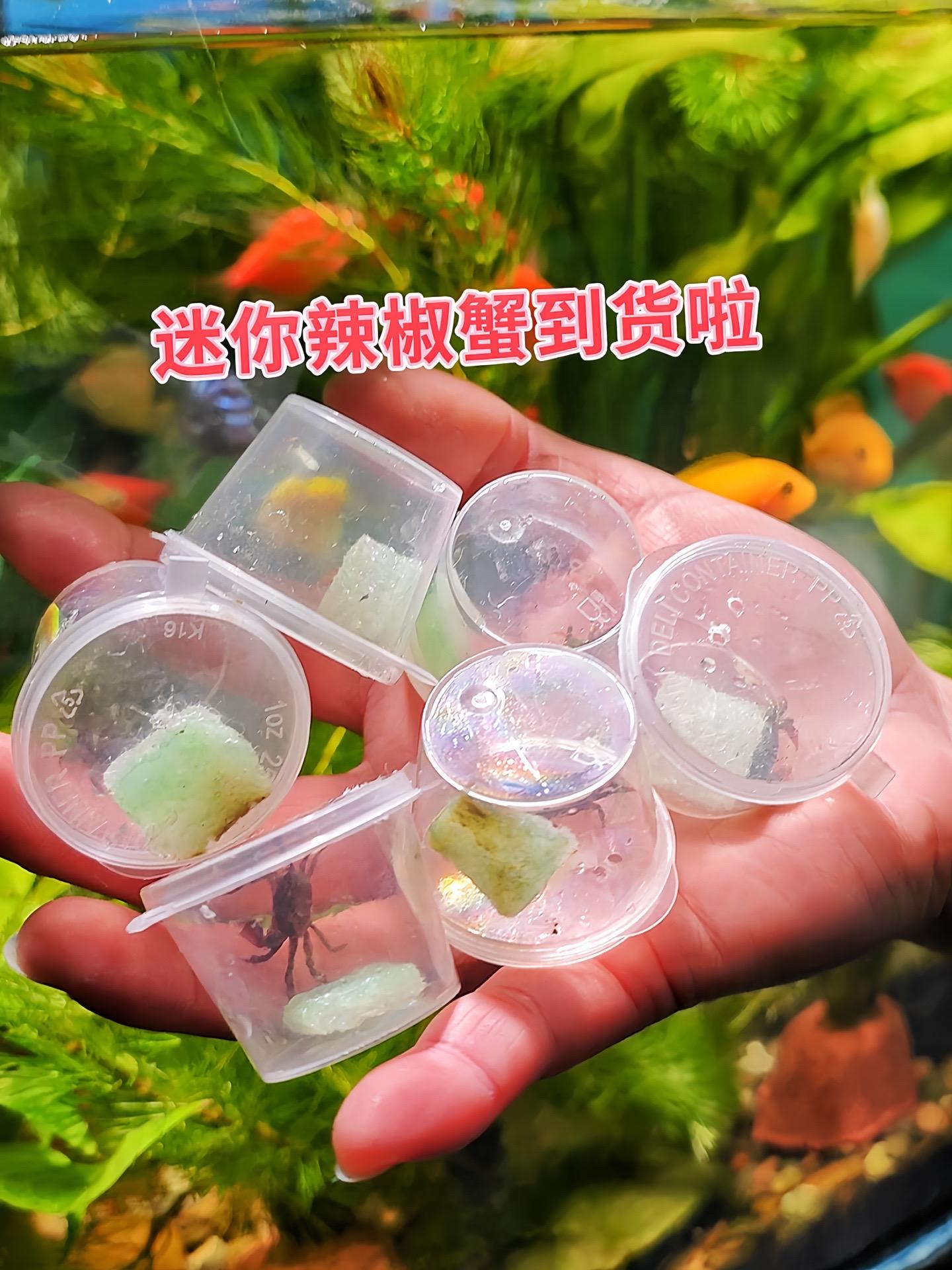 想让你的鱼缸更具观赏性？迷你辣椒蟹是绝佳选择！这些可爱的小家伙，拥有独...