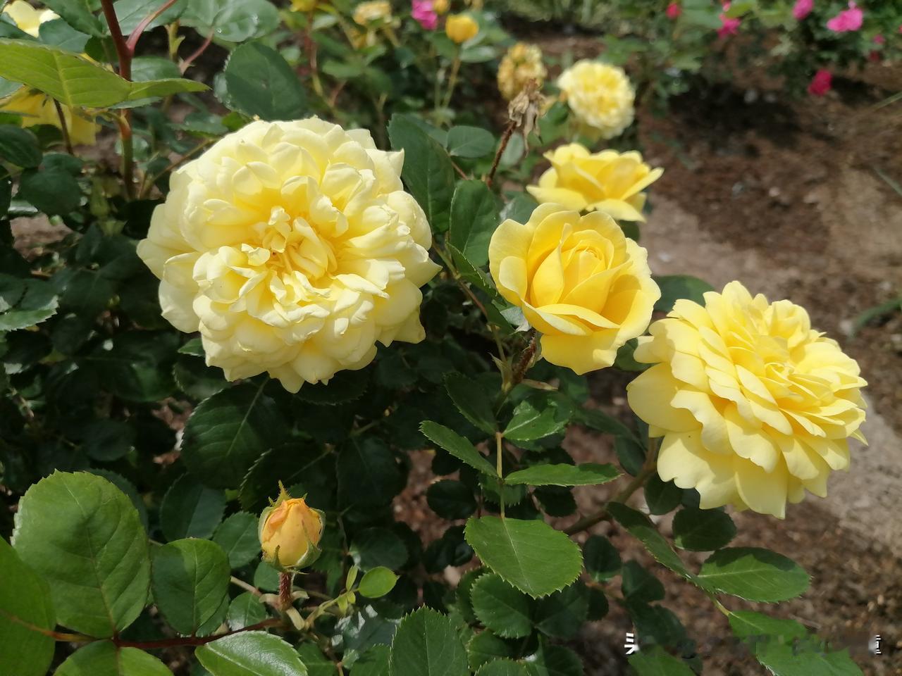 “家庭情感价值观 婚姻家庭道德观 社会心理绑架 家庭教育伦理 伦理矛盾 伦理道德