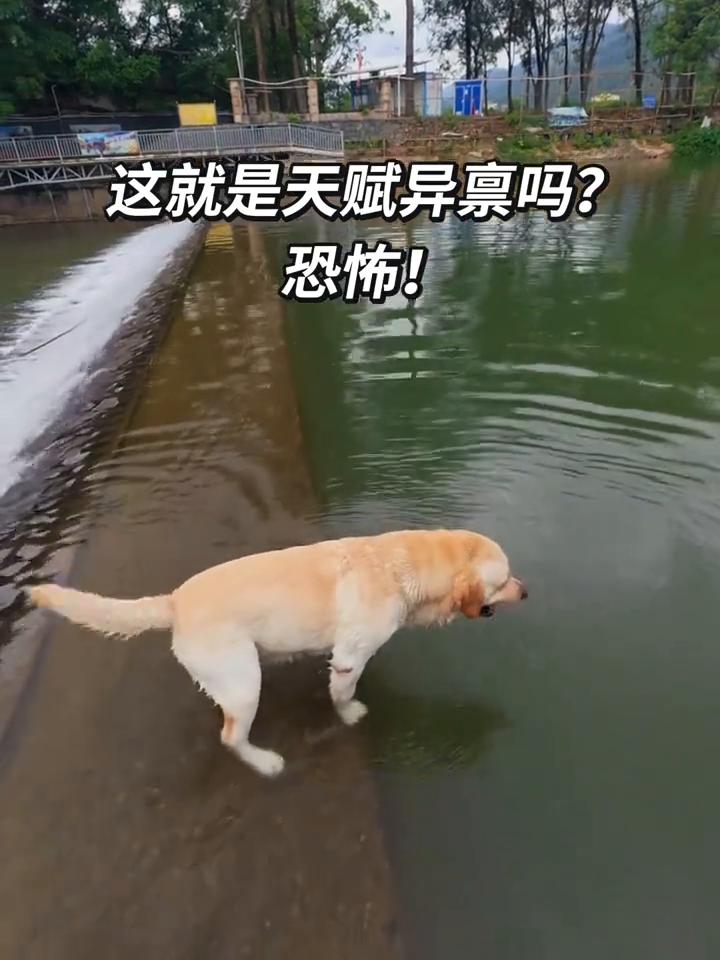 这就是天赋异禀吗？恐怖！
