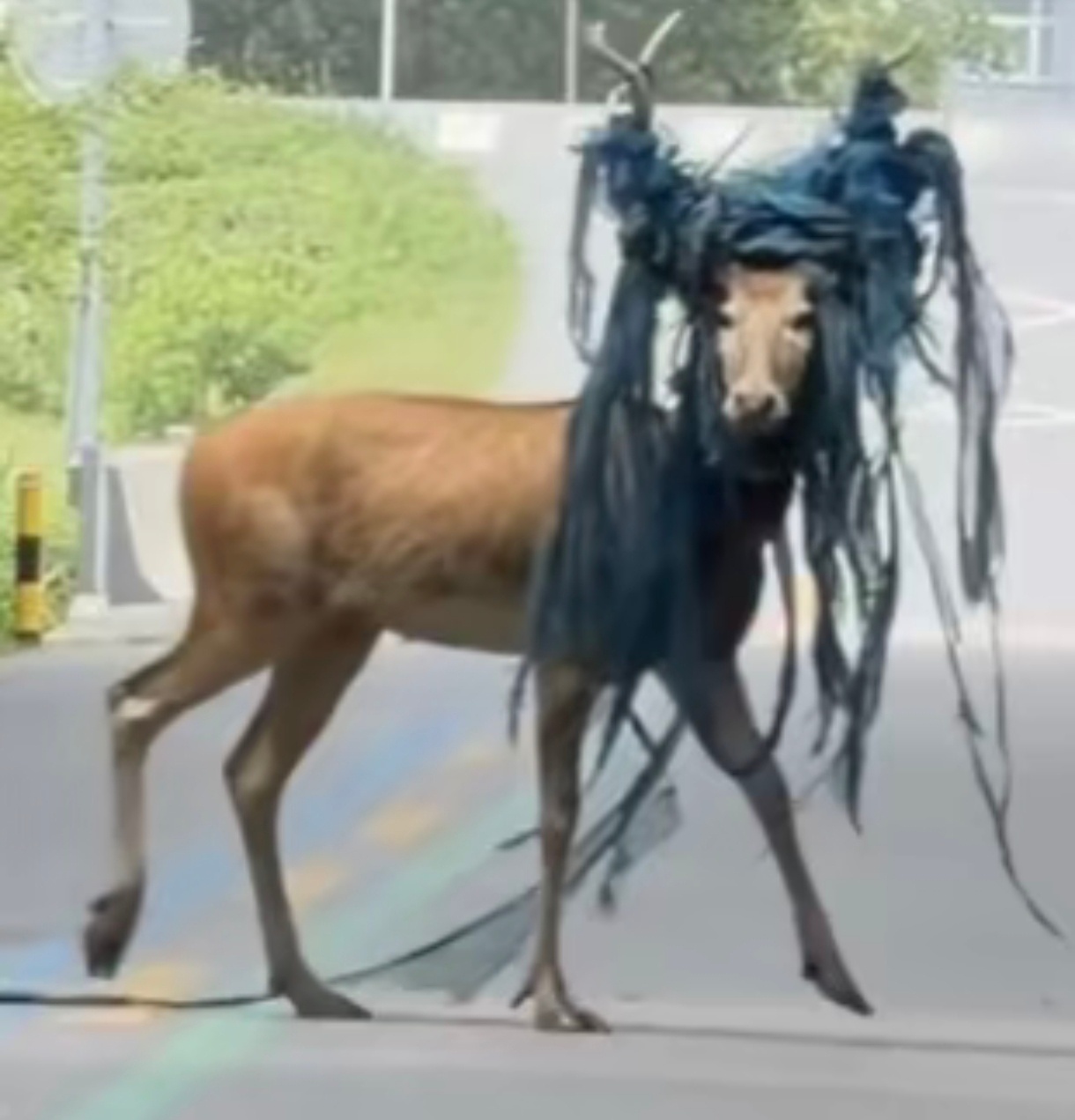 人类：你自己看看这好看吗？麋鹿：好看 
