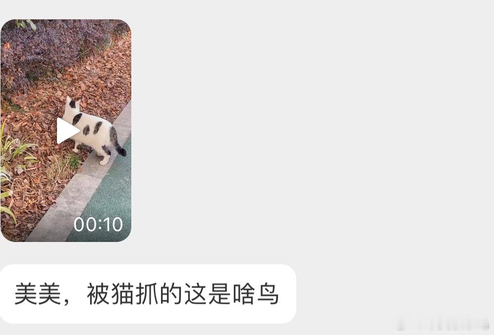 #野生动物与流浪猫# 这是的受害鸟是一只【戴胜】流浪猫对野生小动物的影响无处不在