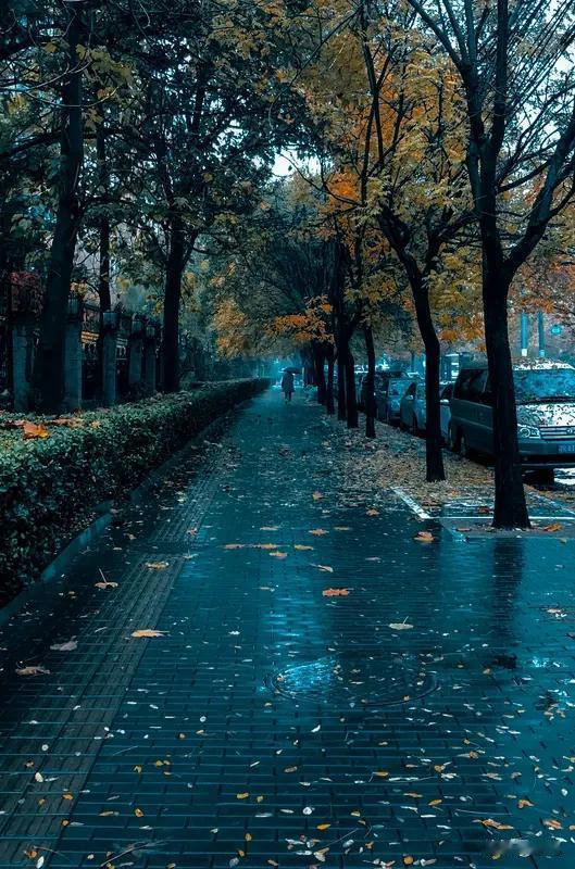 “秋雨无情伤叶落，岁月从容悟流年”。秋雨一下，叶子纷纷落下，那场景看着怪惆怅的。