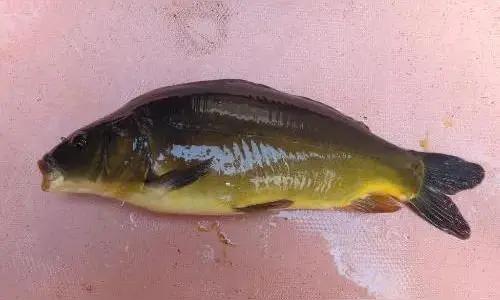 不懂别装懂，这个鱼绝不是三道鳞！