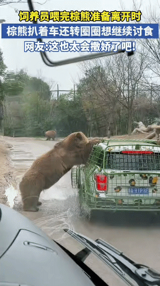 野生动物园的棕熊成精了！

饲养员刚喂完食要走，它直接扒着车屁股就不撒手，围着车