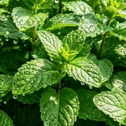 1200墨雨纪 薄荷种植教程：1. 栽培方式：通用营养土+珍珠岩，疏松透气即可；