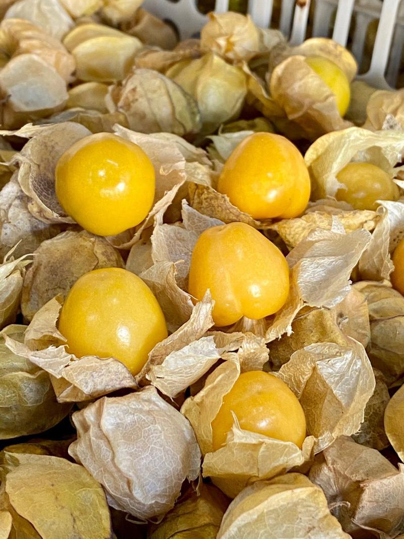 东北限定宝藏🍈一口爆浆的菇娘果！本地人私藏吃法
来东北必吃的小众神仙水果，长得