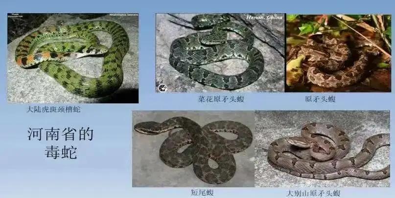 前天在院里发现一条土灰色小蛇，也不敢追打，不知窜到哪里，心有余悸！蛇，列为国家保