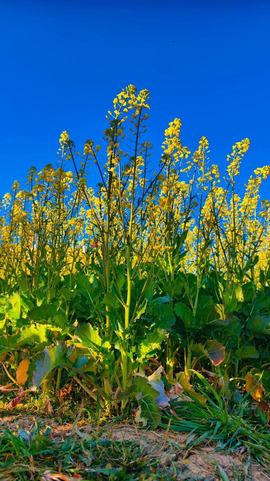 今年油菜花貌似比往年开的要早一些。 