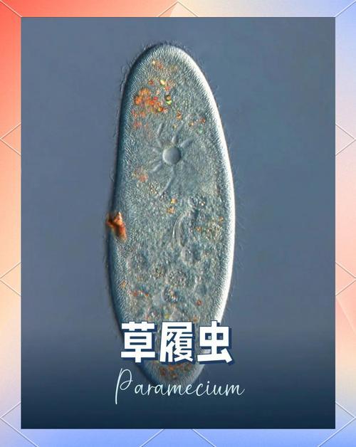 吃肉不是从吃草中分化出来的吃肉的就是吃肉的，祖上就是吃肉的 ◆ 吃肉的优良传统从