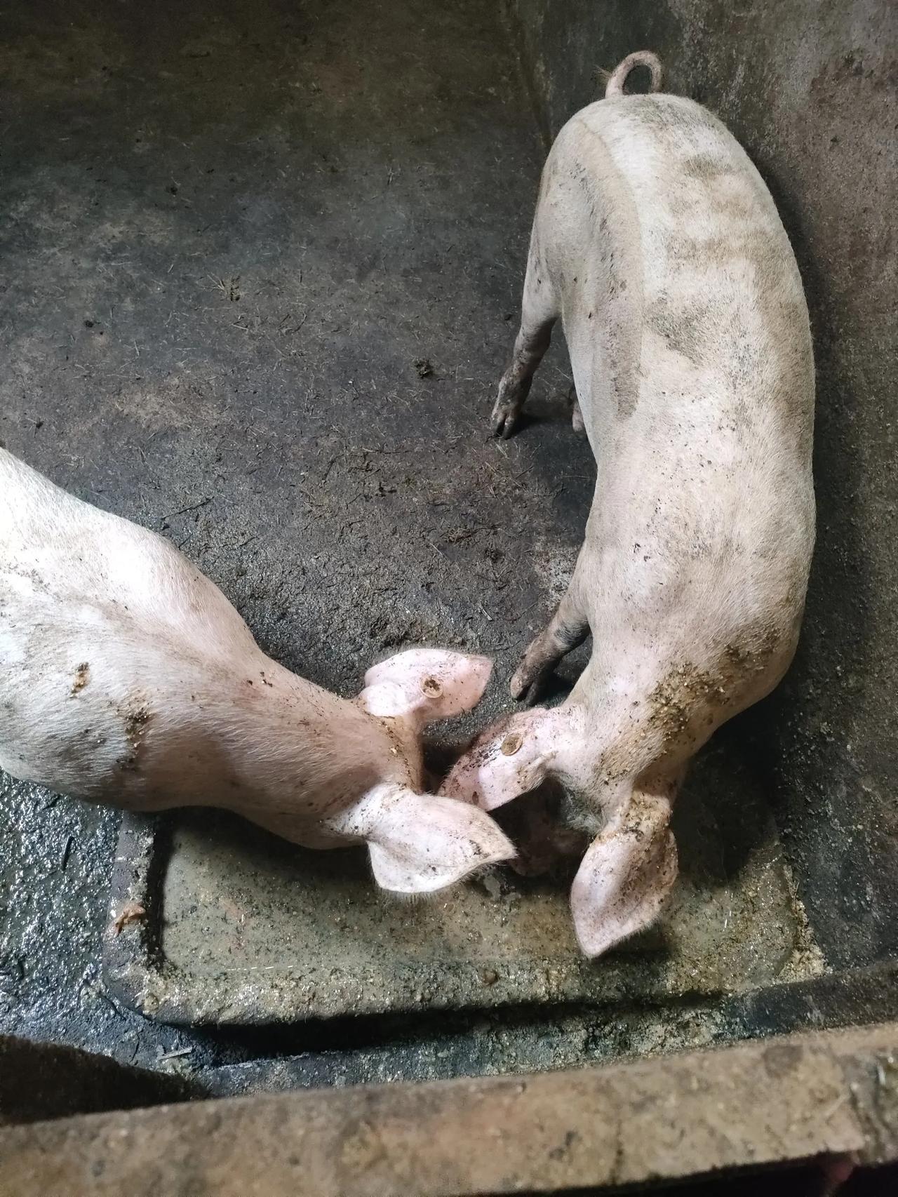 四川人养猪有多用心？我看着公婆养猪的过程太精细了，我觉得我都不配养猪[捂脸]
为