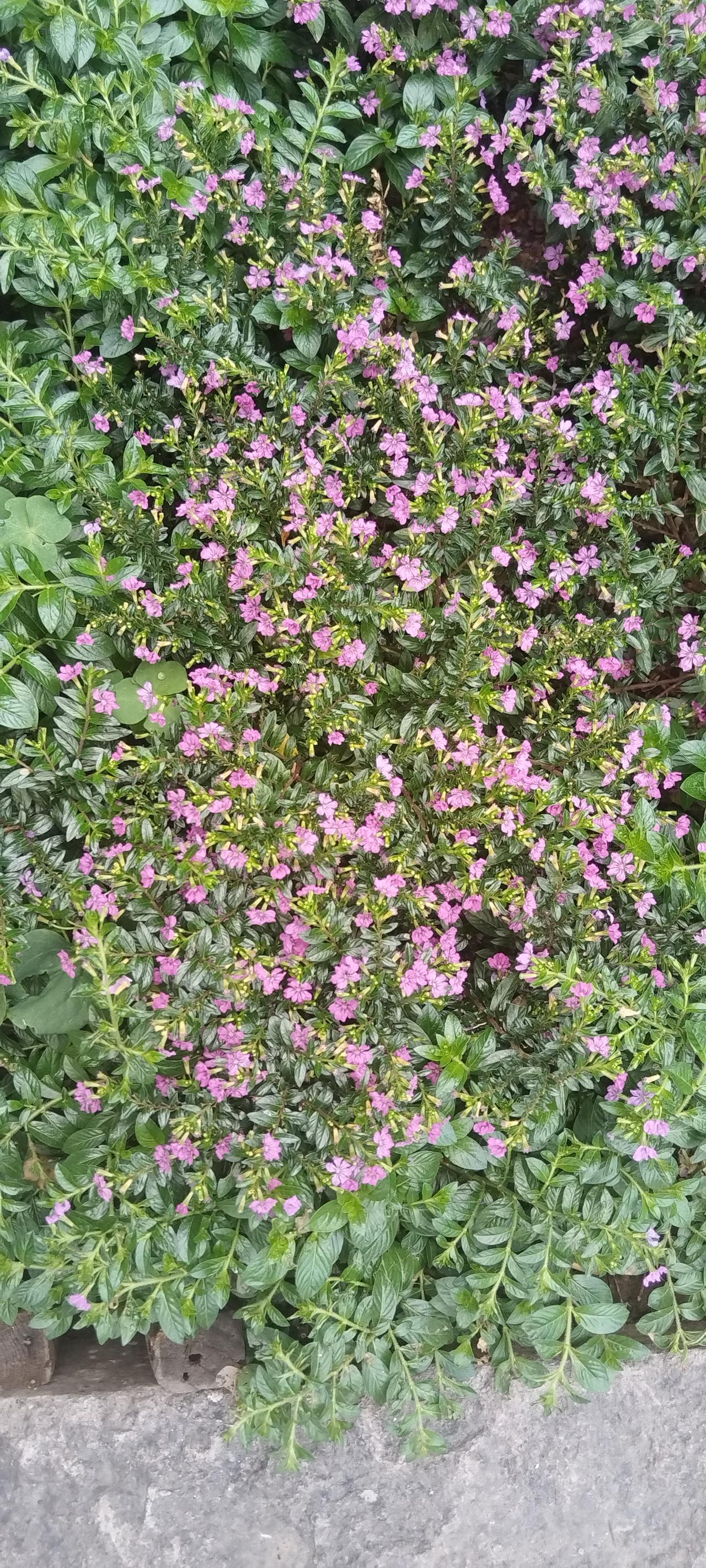 谁有花草照片，可以晒下吗
