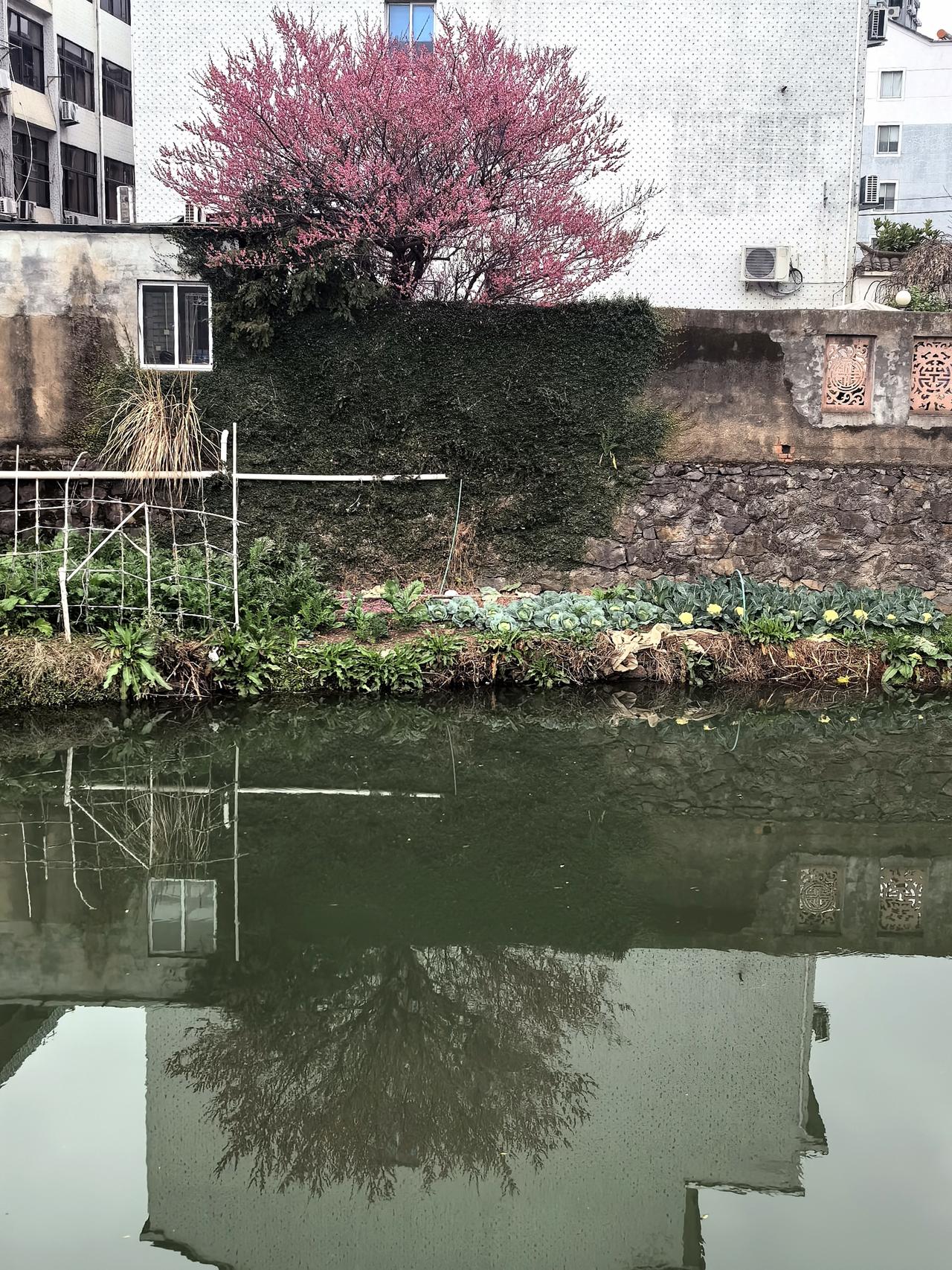 一树红梅出墙来