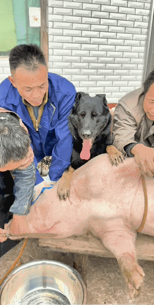 猪朋狗友！
为了一口肉，竟然帮人按猪友了，妥妥的不厚道。
当它吃到肉时，可能会庆