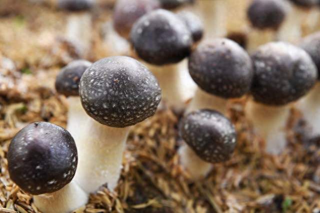 香菇：山林深处的琼珍