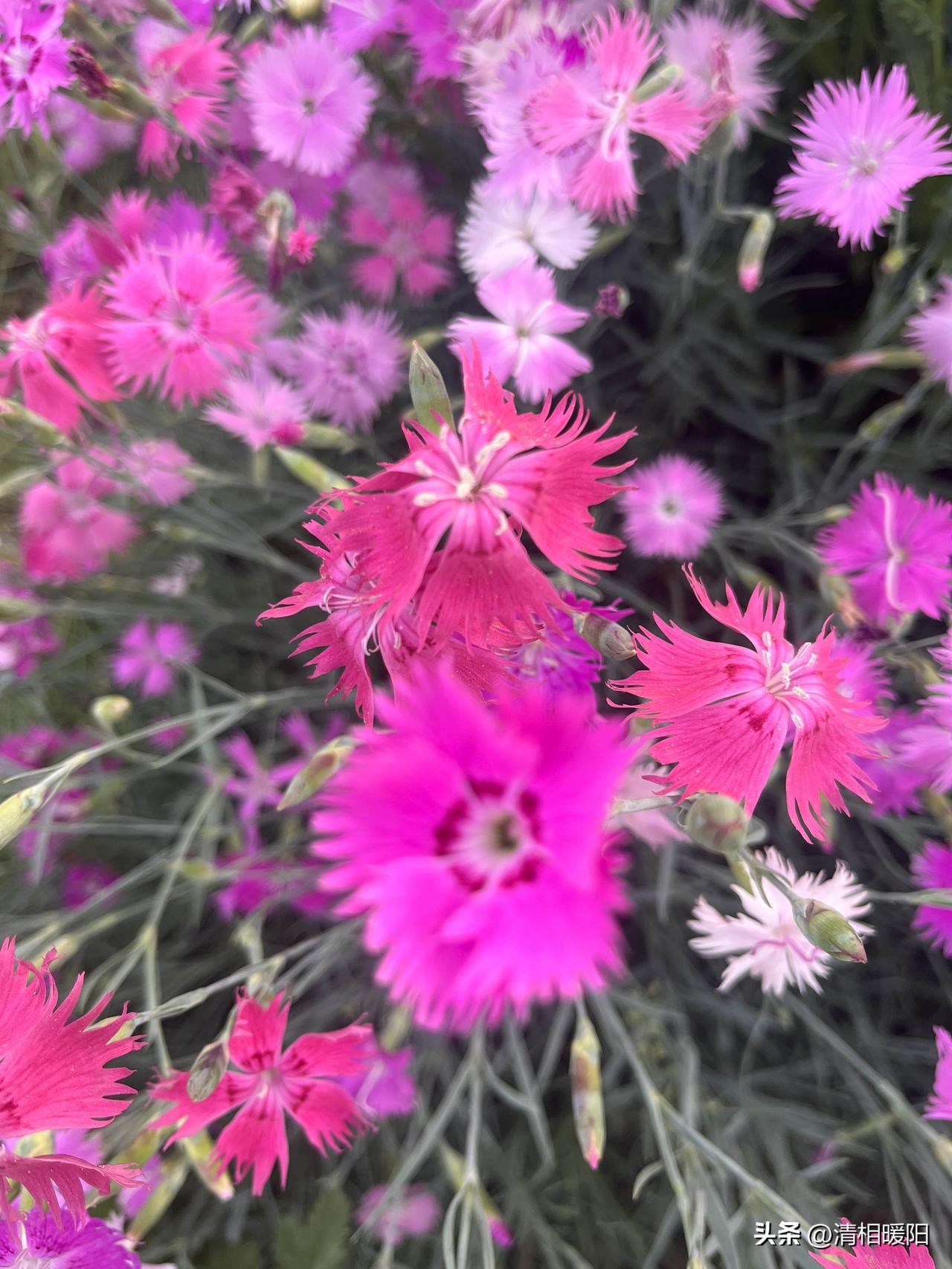 低眉
轻触花的芬芳
搁浅一抹柔情
轻柔的风
引领着思绪掠过
倾听时光给予的温柔