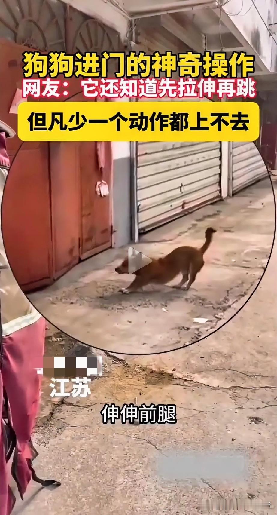 一只小狗

打算通过大门门洞回家，

可有意思的是，起跳前

它先十分认真地伸伸