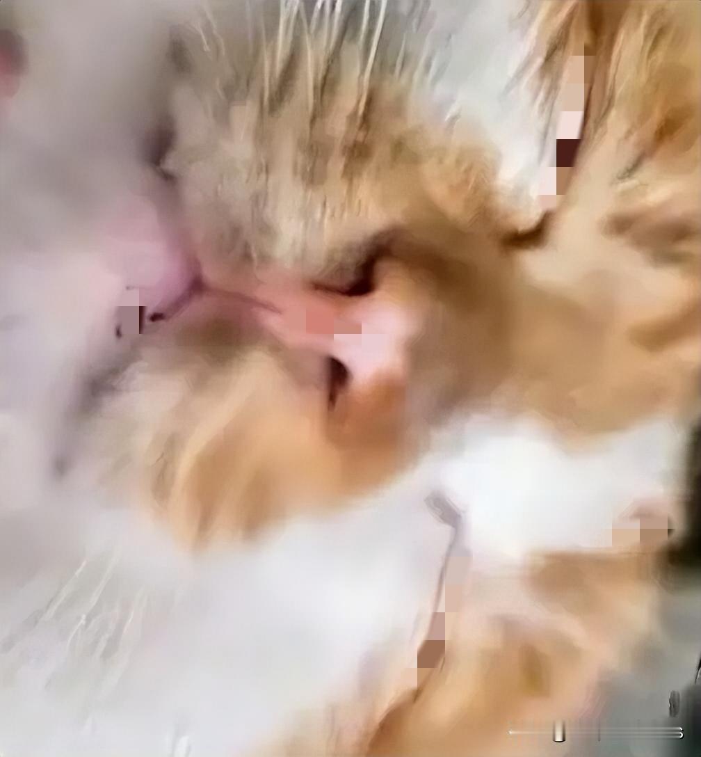 他从“教师”变“屠夫”，只用了愤怒的几秒钟，一脚踩死的何止是猫，还有几十个孩子的