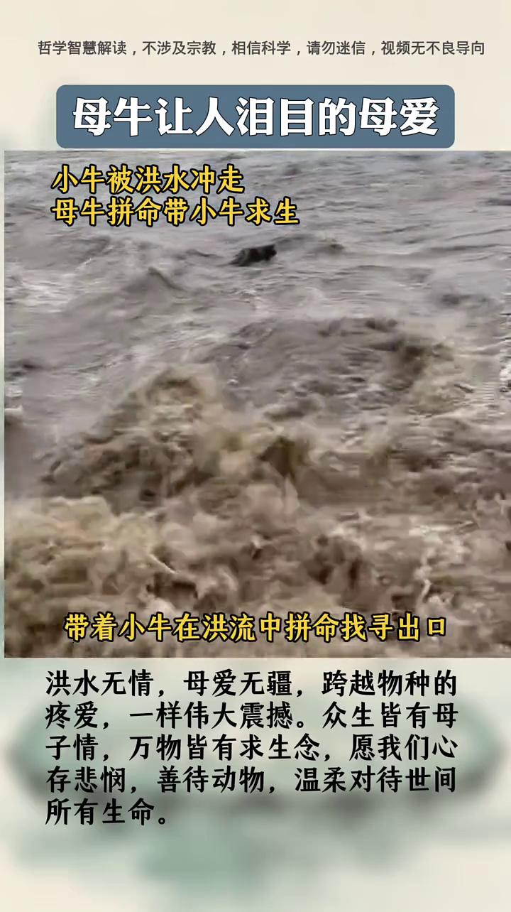 母牛让人泪目的母爱。
小牛被洪水冲走，母牛拼命带小牛求生。母牛在前方为小牛抵挡最