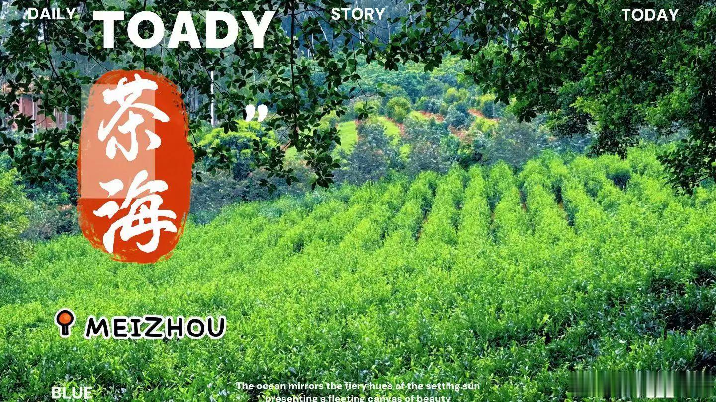 梅州雁南飞茶田遇细雨🌧️☔山间云雾漫过层层翠茶，水墨意境拉满～ 梅州·梅州雁南