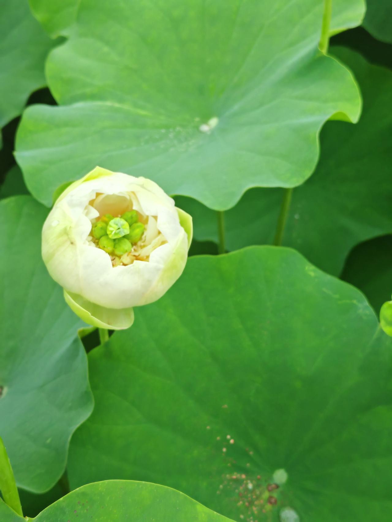 出地铁后，顺着路标往湖边走，前两个湖池只有满是绿荷叶和零星花苞，有点小失望。但沿