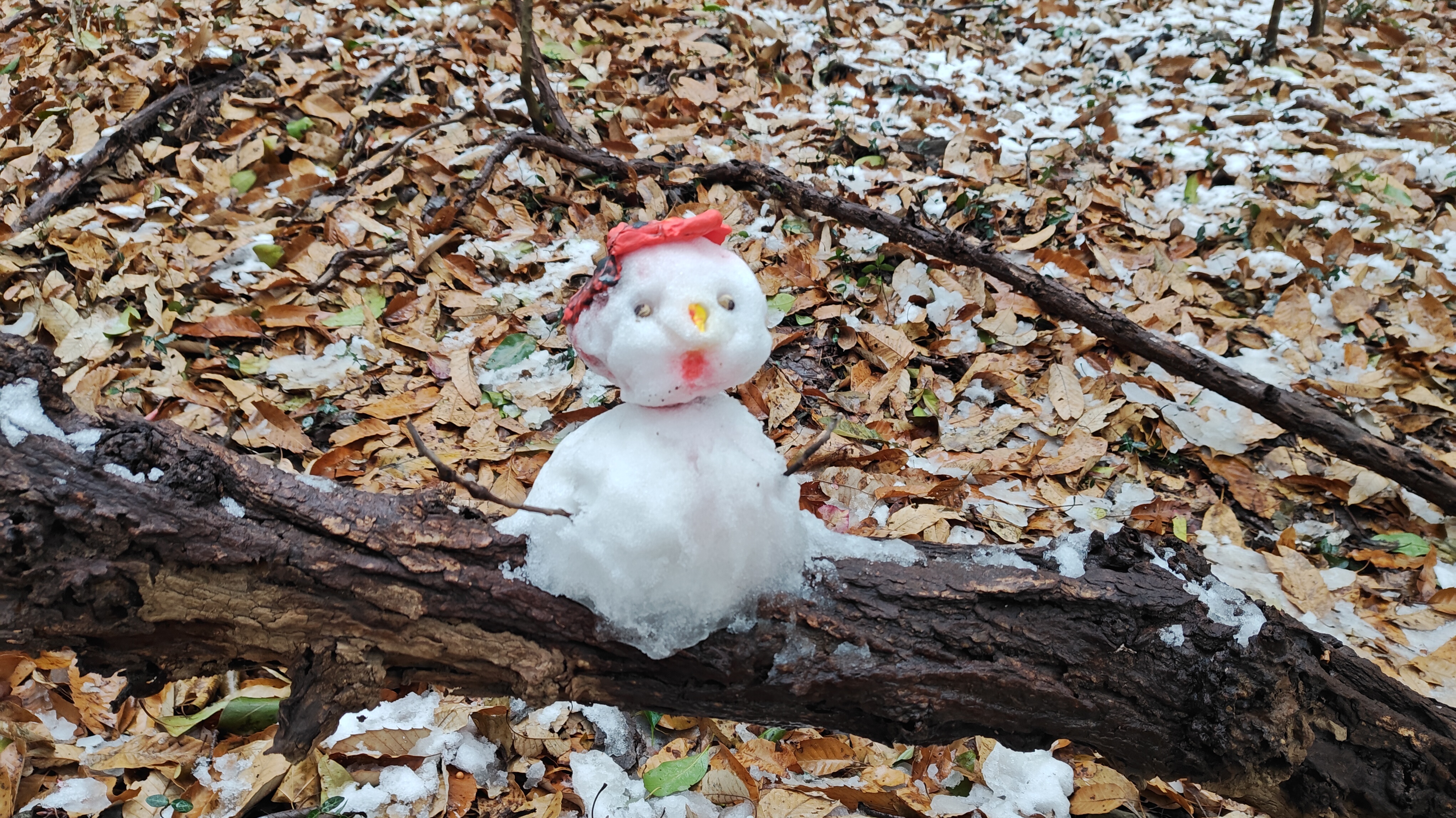 南京下雪 诚接代写雪字，代堆雪人服务，欢迎南方网友踊跃下单