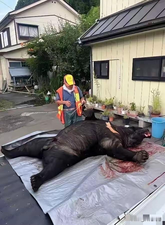 这头熊的个头真是不小，目测得有几百公斤以上，显然这是被猎杀的，有些老外虽然口口声