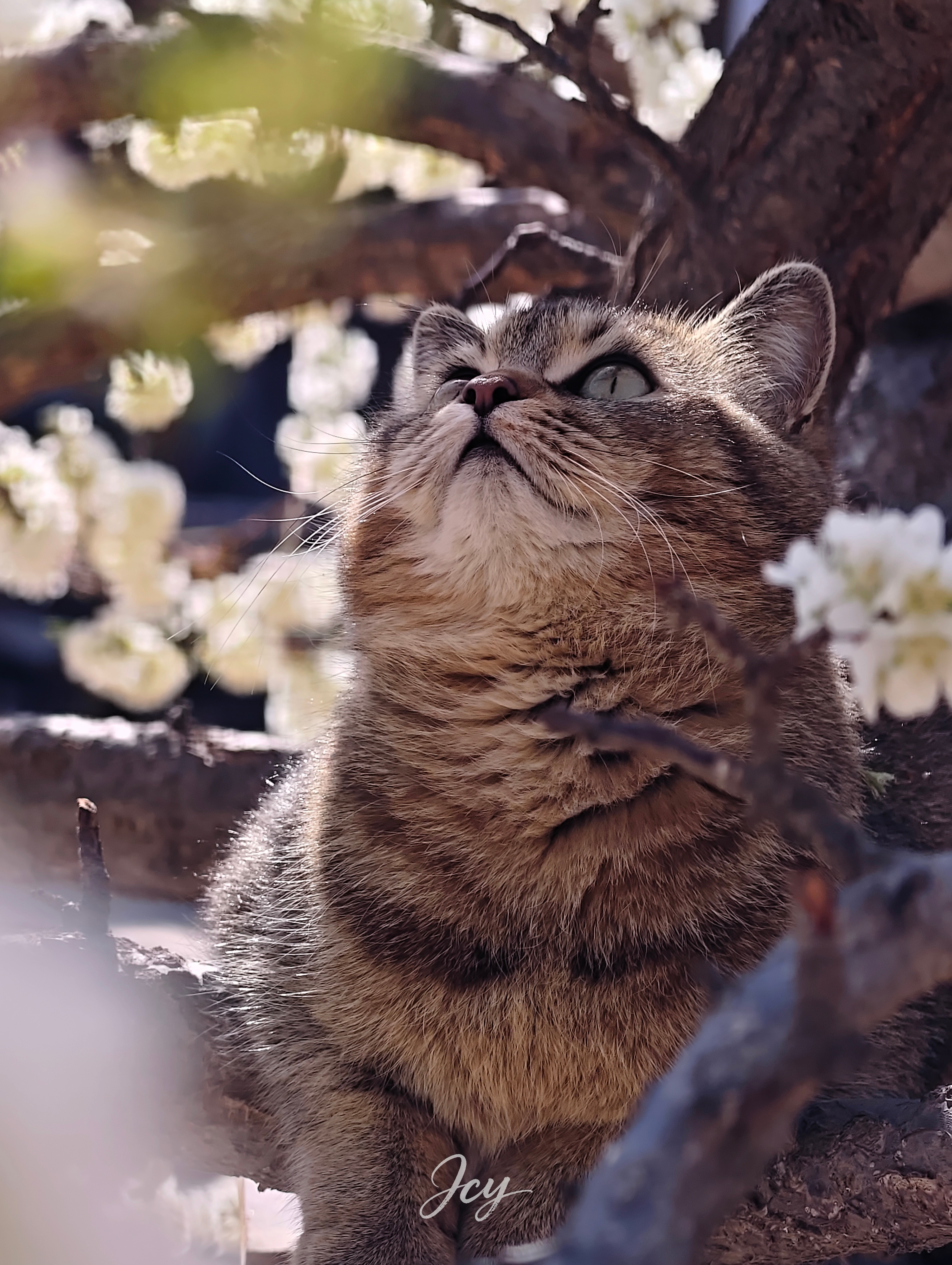 又是赏花好时节家门口的花，正巧“小老虎”跑上去了，这是最不怕出废片的模特了 