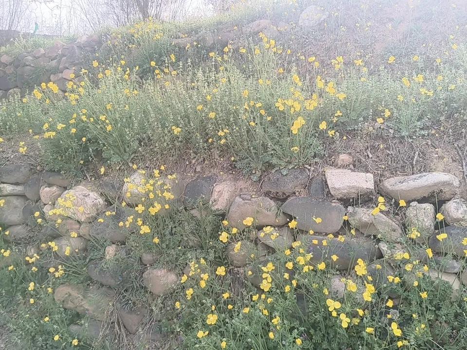 人间四月天，
花开烂漫，
时光浸染温柔，
心中皆是浪漫。
 
人间四月天，
风里