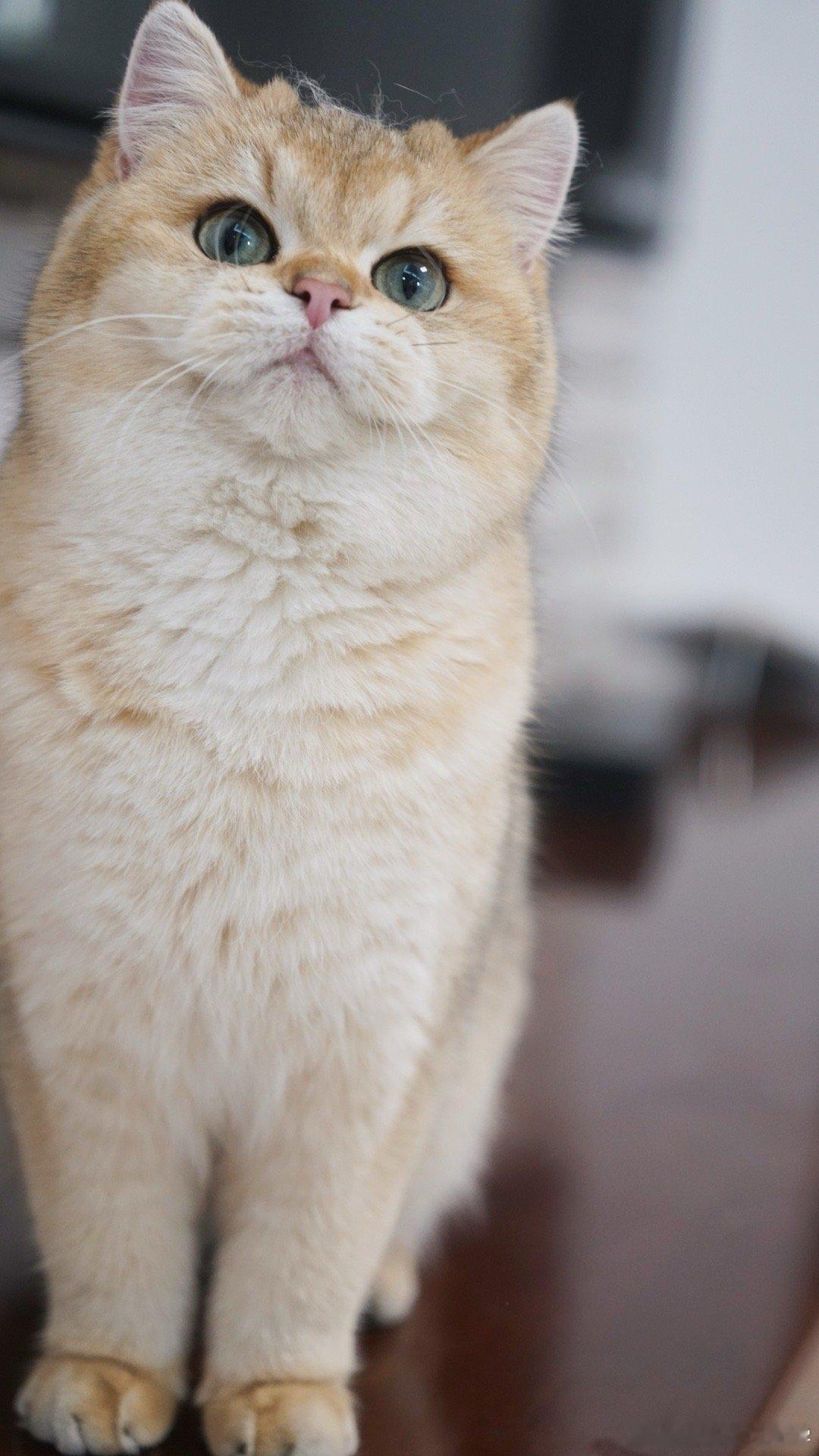 很可爱吧#我家有宠初成长##日常分享##转发接龙开新年# ​​​