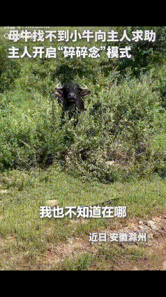 “上人民日报了！”安徽滁州，一母牛只顾吃草弄丢了小牛，主人本以为它会自己去寻找，