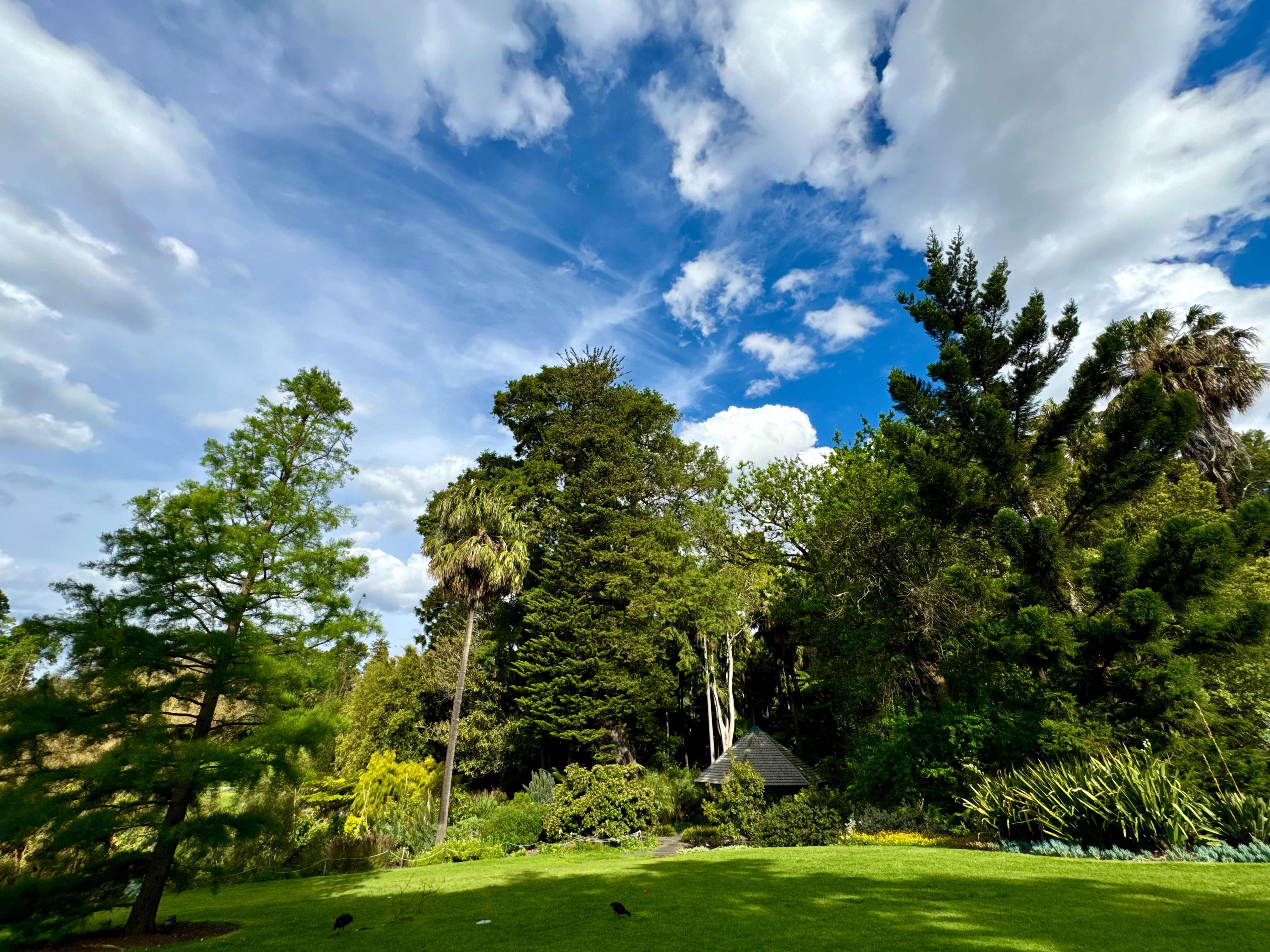 墨尔本的春天，令人心碎… 