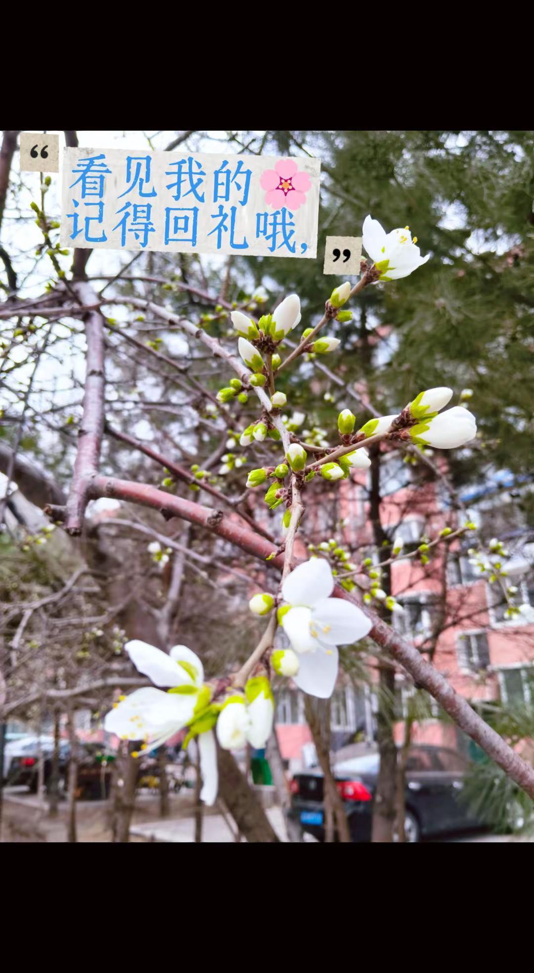 春天的花 花朵 花🌸 初春