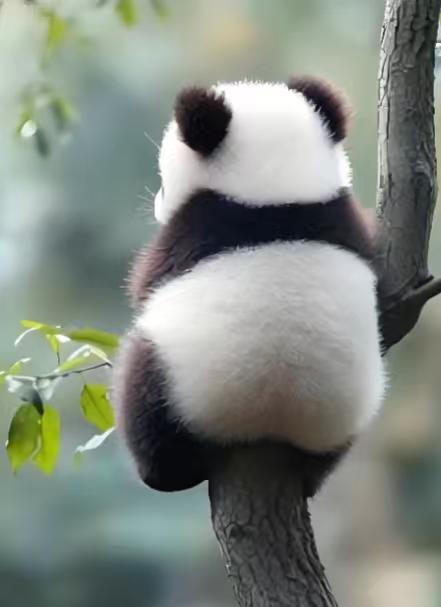 这是一句很有智慧的回答！最后两只旅日大熊猫下周回国，有人就问了，中方是否会延长日