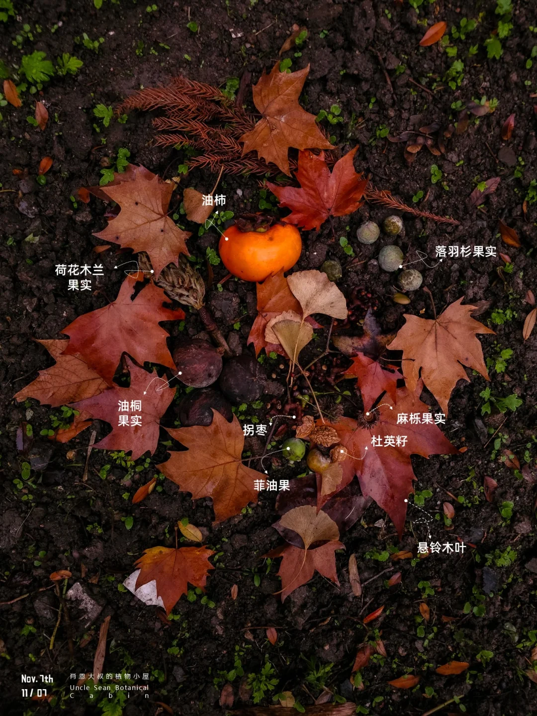 🍂 立冬去捡点红，红红火火的冬天来了