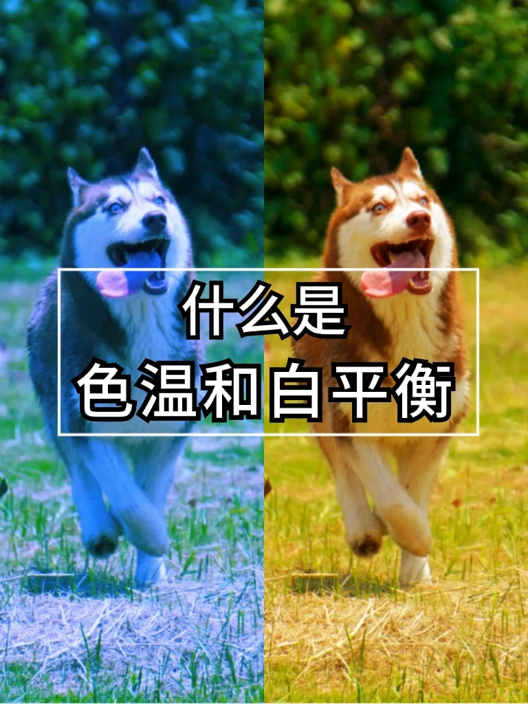 关于色温和白平衡，你一定要懂‼️