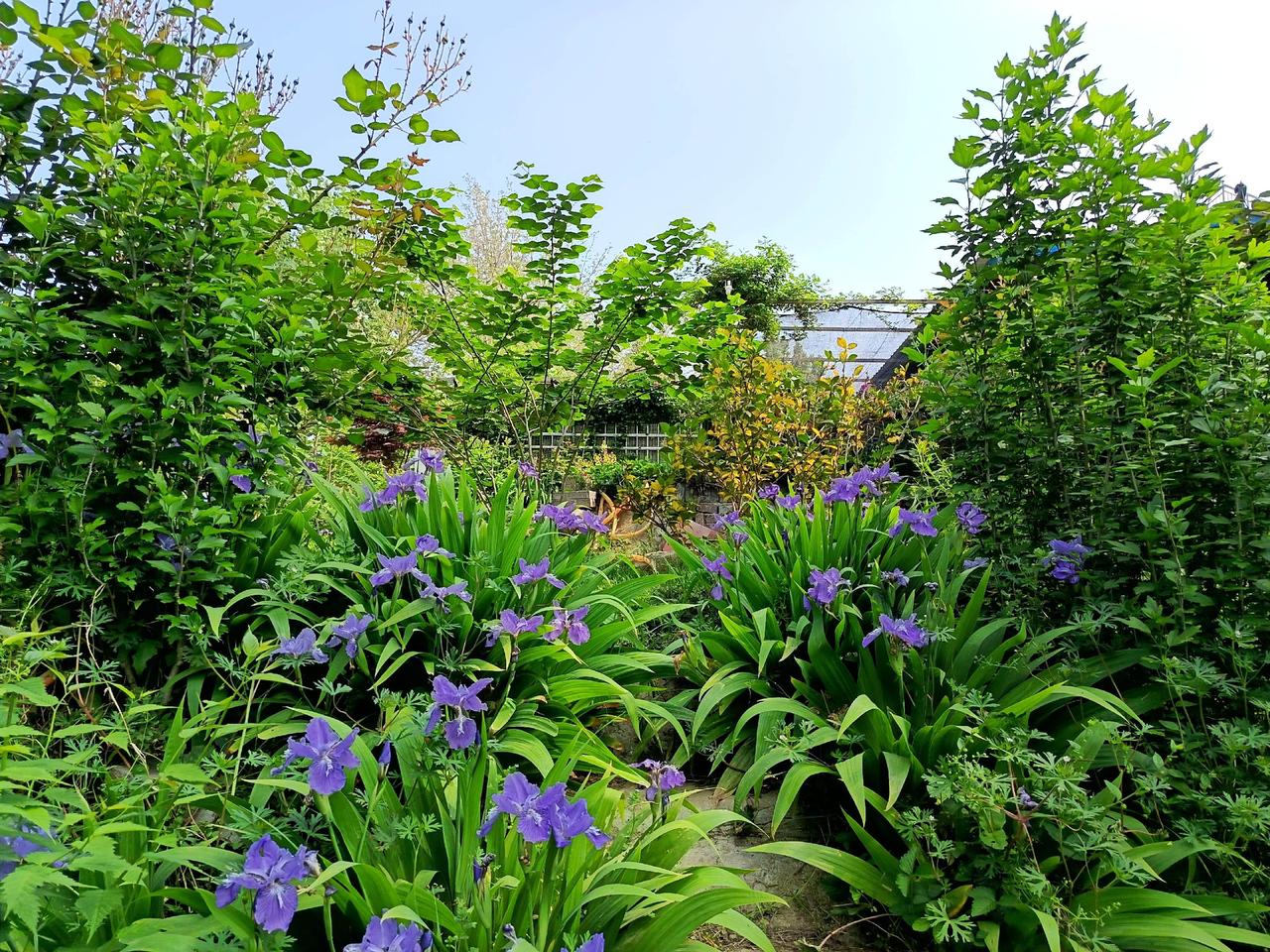 早春时种下的百合绣球及矾根，没有考虑全面。不得已移栽了，为了选择一个合适的位置思