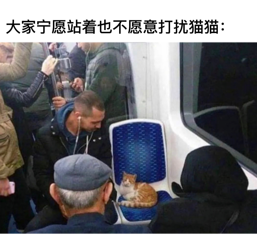 猫好人好#今日memes# //#龙年造梗大赛# ​​​