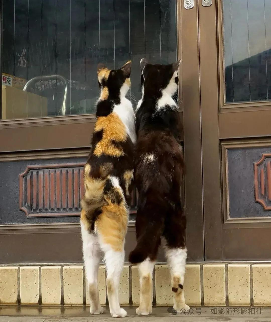 猫咪也喜欢外面的世界