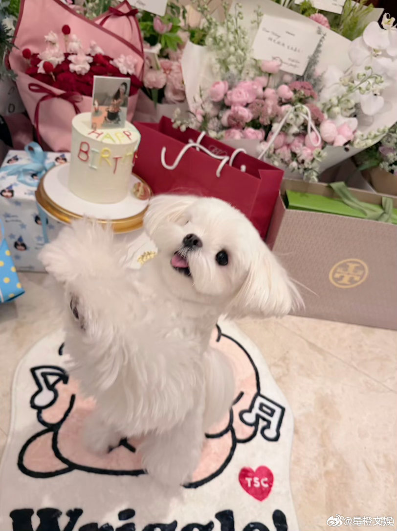 肉肉给李一桐庆生看到了李一桐的童年照生日的温柔小美好如约而至，肉肉陪李一桐庆生，