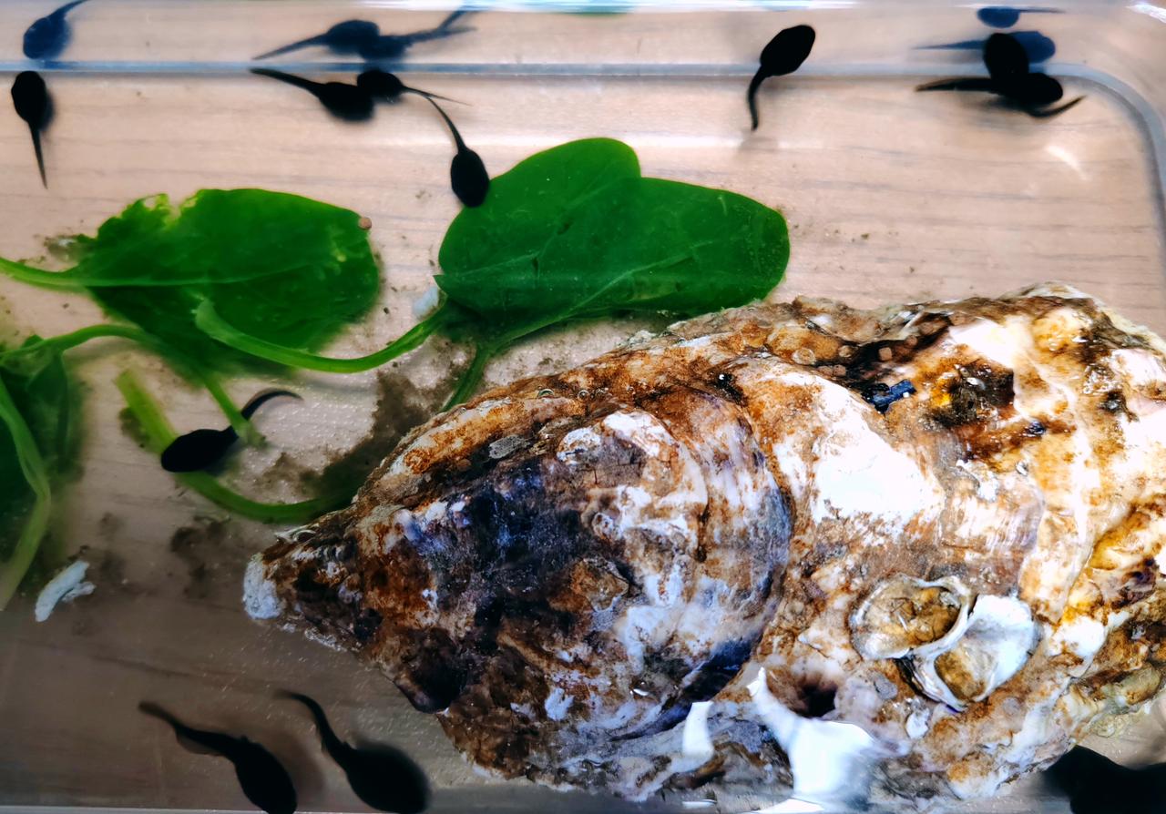 解锁春日观察日记📝！看这群小蝌蚪多可爱，圆脑袋甩着长尾巴，在水里游来游去像调皮