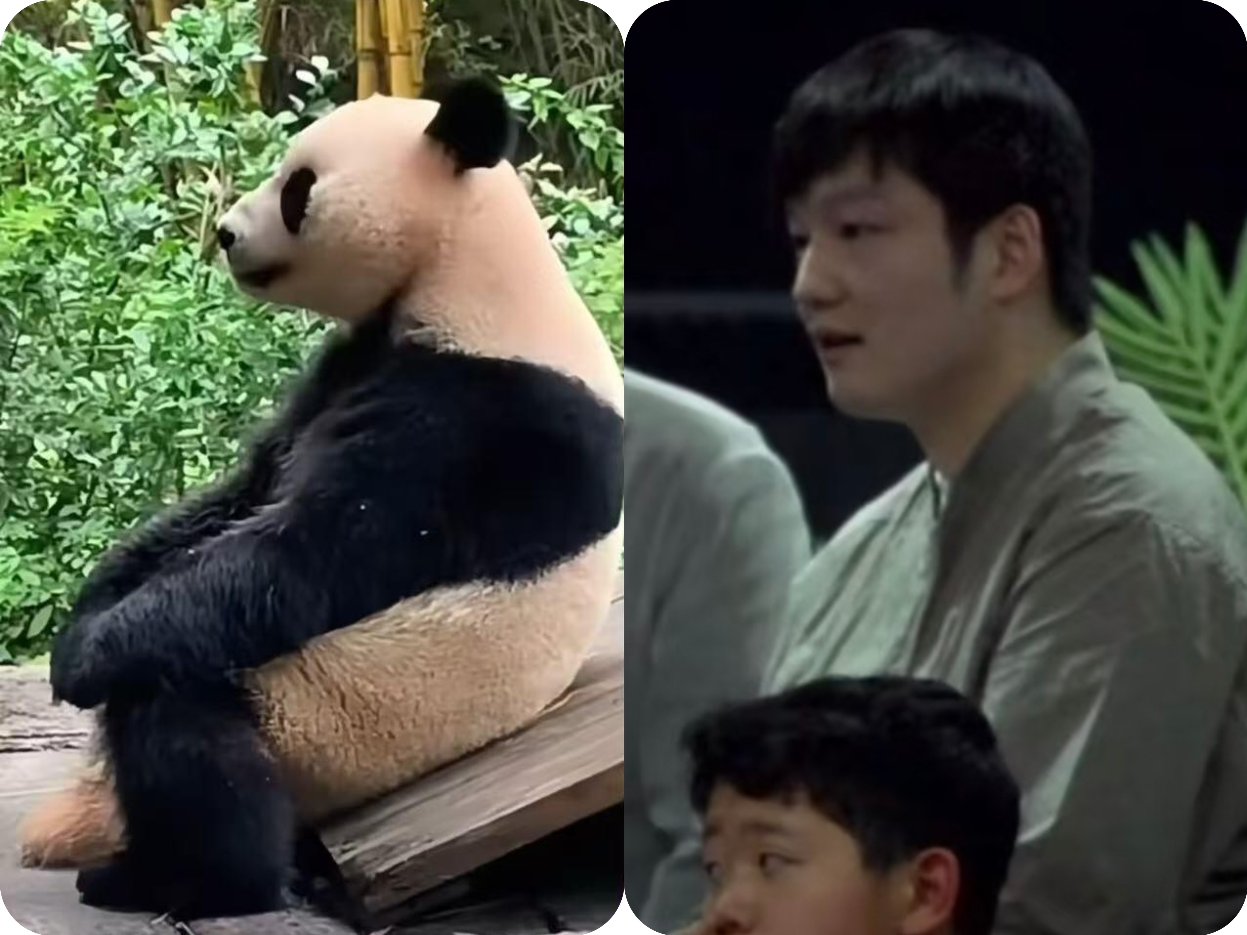 两枚可爱的小国宝:振东与大熊猫 