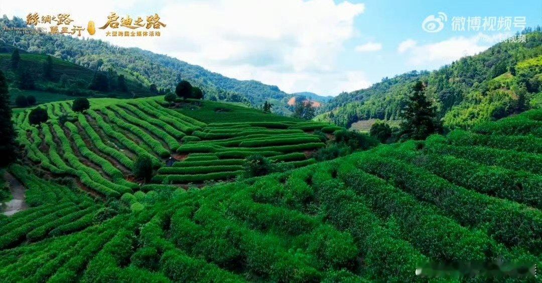 被武夷山的绿狠狠治愈 万顷绿意漫过群山，目光所及尽是清翠，静坐山中煮一壶香茶，听