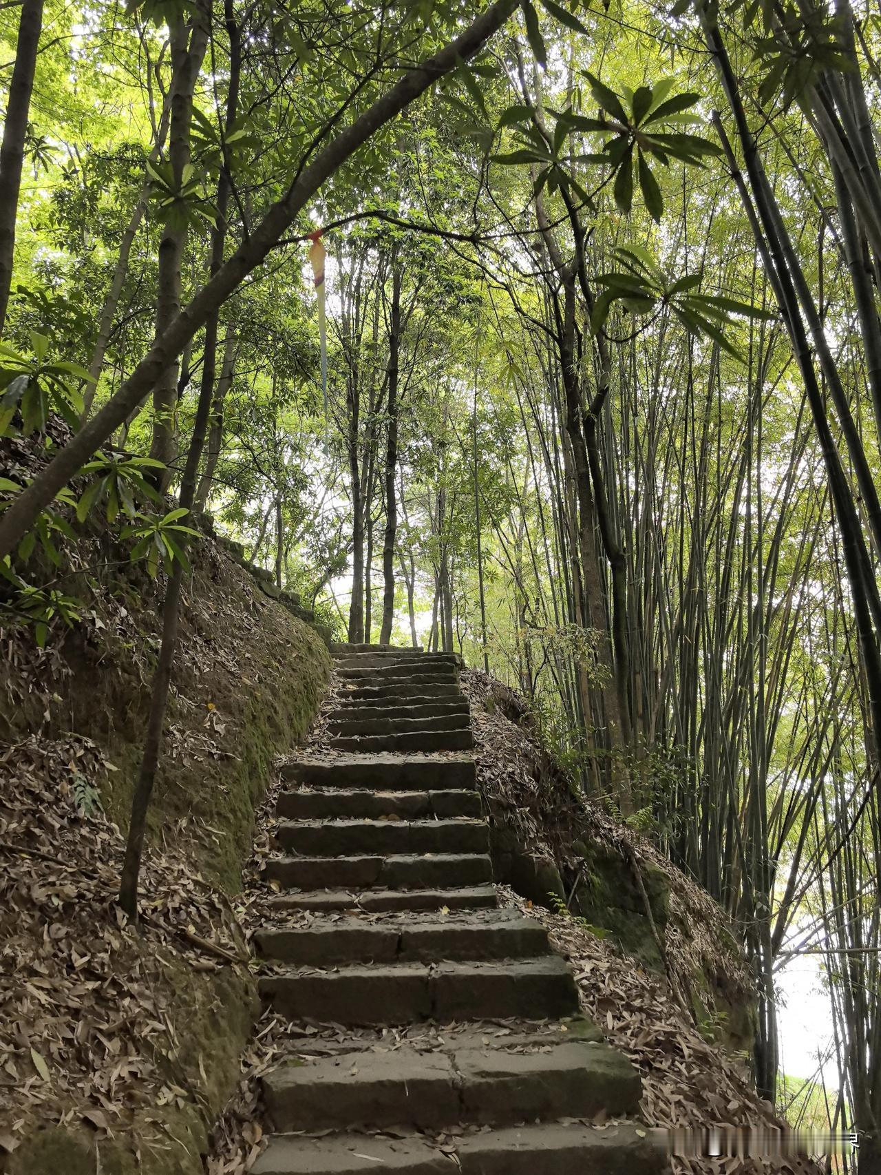 晒图笔记大赛大学城最漂亮步道！