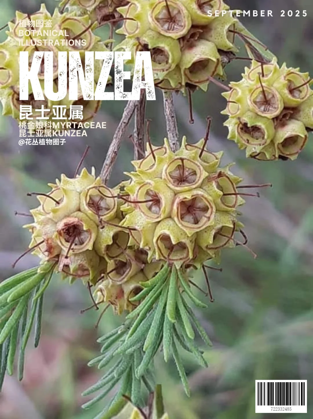 昆士亚属Kunzea