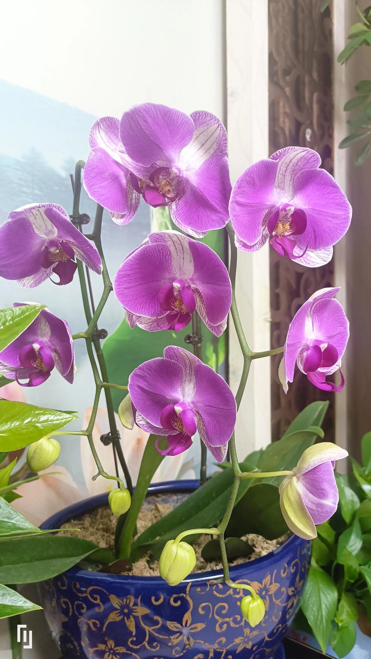 养花最大的乐趣是什么?