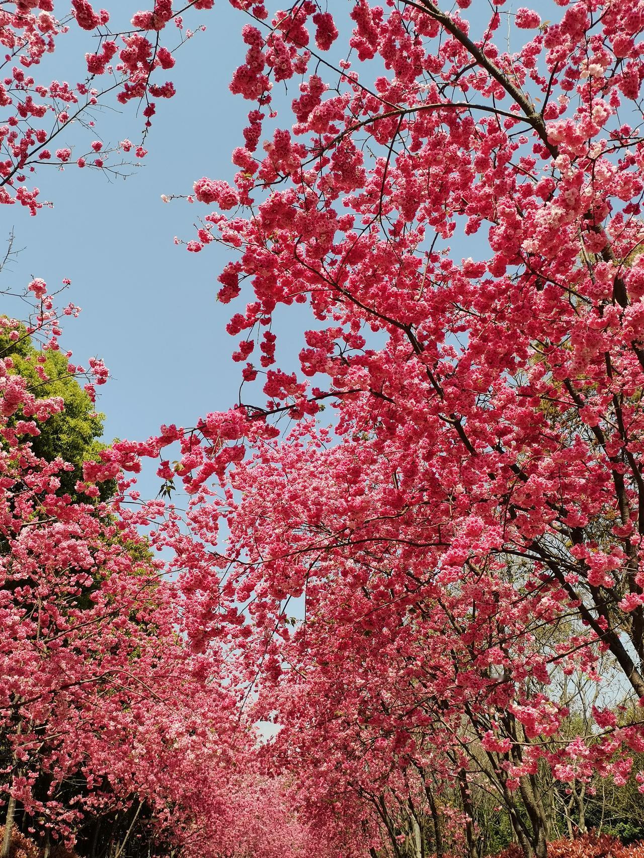 昆明的第二批樱花盛开了，我觉得昆明有三批次樱花吧！在二十多天之后还会再有一批樱花