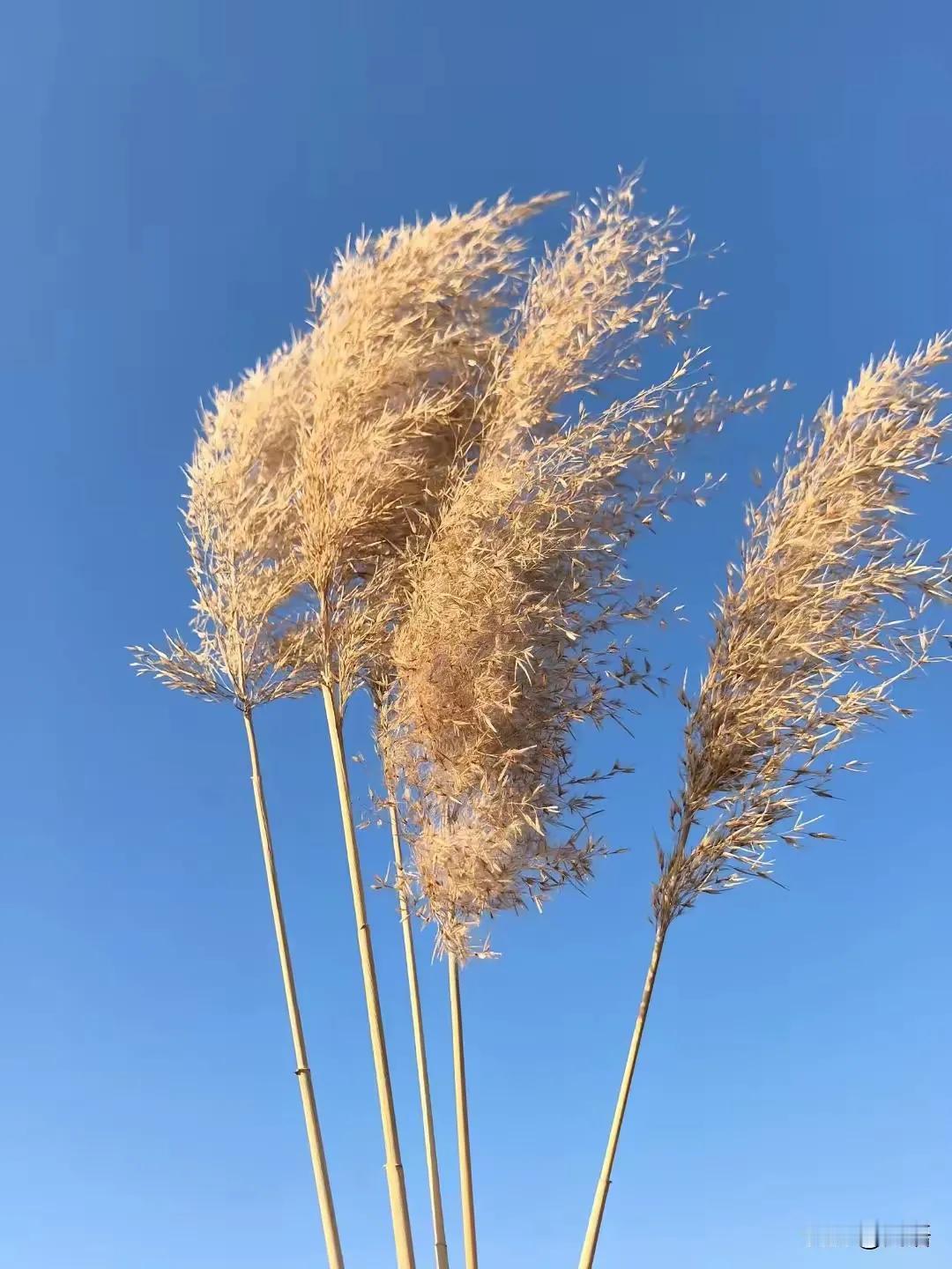 大家发现了吗？

身边总有不会说话的人

今天下午去市场买菜

碰到一个刚熟悉的