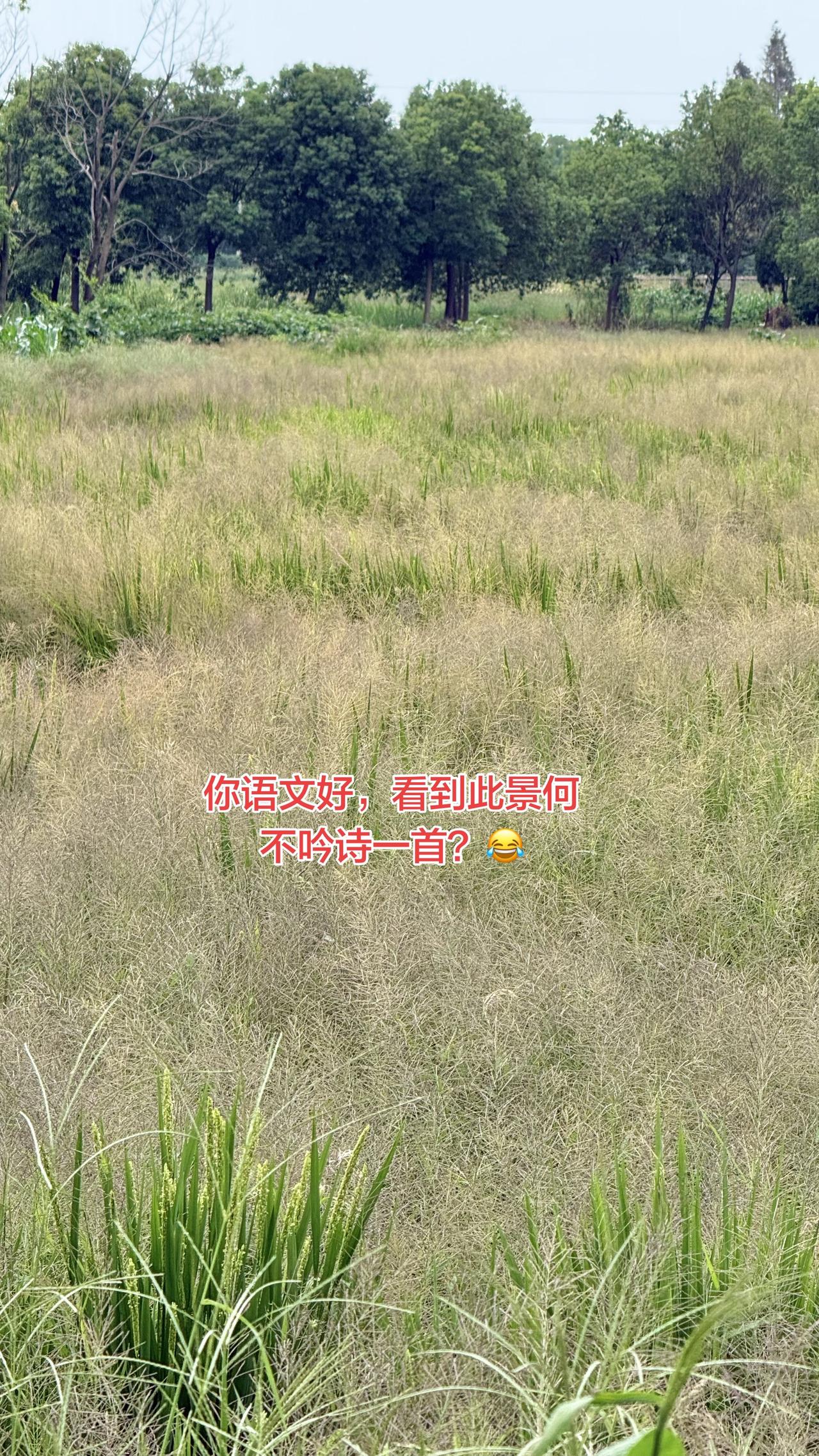 你语文好，看到此景何不吟诗一首？😂