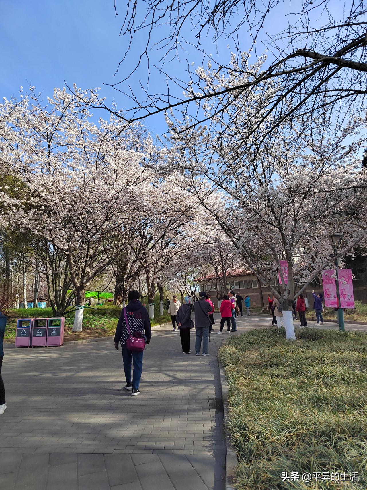 记录我的2026一年一度的赏樱花活动，在玉渊潭公园又拉开序幕🌸